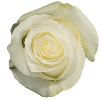 Arctic White Rose – large pure white bloom with elegant, smooth petals, perfect for weddings and events, available in bulk from Whole Blossoms.