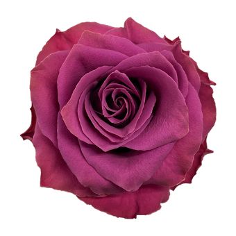 Close-up of a vibrant Ascot Purple Rose with rich berry-toned petals, perfect for weddings, bouquets, and floral arrangements.