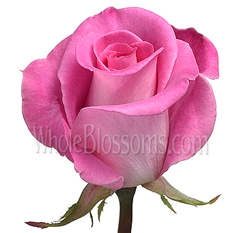 Close-up of Attache Hot Pink Rose with soft pink petals and green stem, perfect for wedding bouquets, events, and floral arrangements.