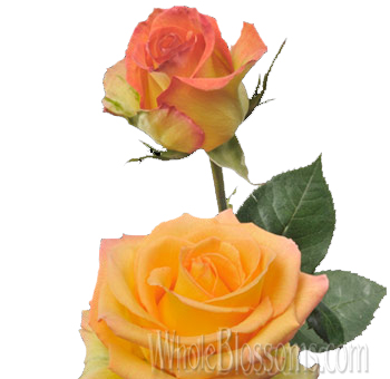 Attraction Bicolor Yellow Roses with vibrant yellow petals and soft red accents, perfect for weddings, events, and elegant floral arrangements.