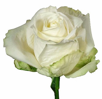 Close-up of an Avalanche white rose, featuring soft white petals with subtle green undertones, symbolizing elegance and purity, often used in wedding and formal floral arrangements.