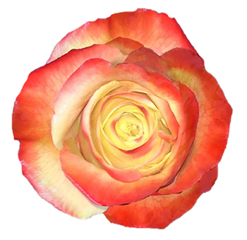 Bali orange bicolor roses with tropical tones, ideal for vibrant weddings, sunny events, or colorful floral gifts.