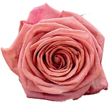 Close-up of a mauve Barista rose in full bloom, showcasing its layered petals and unique dusty rose color.
