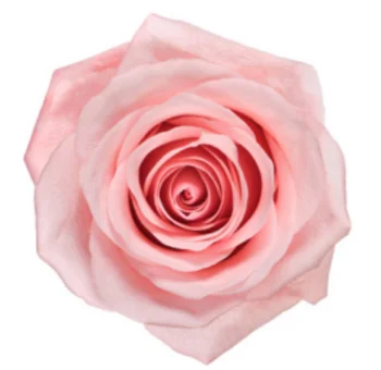 Close-up of a single Be Sweet rose in soft blush pink, showcasing its delicate petals and perfect bloom for weddings and romantic floral arrangements.
