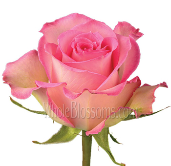 Sweet Unique roses in soft pink with elegant petals, perfect for romantic weddings and premium floral design.
