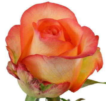 Encanto bicolor orange roses enchant with vivid tones, ideal for festive events, fall weddings, or floral gifts.
