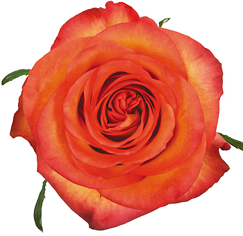 Skyfire bicolor orange roses ignite wedding bouquets and floral gifts with vibrant color, ideal for fresh cut floral arrangements.