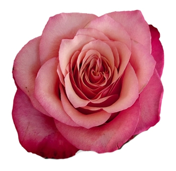 Hot Pink Roses - Bogart Bicolor with soft pink petals and vibrant hot pink edges, perfect for elegant floral designs, weddings, and romantic arrangements.