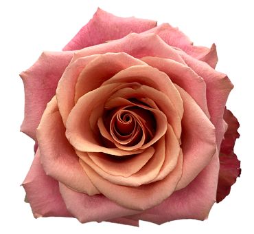 Cold Brew bicolor roses blend rich earthy tones, perfect for rustic weddings, modern bouquets, or premium fresh cut arrangements.