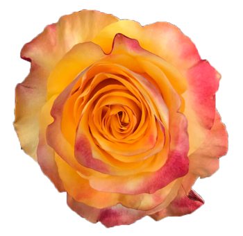 Easy Fashion bicolor orange roses bring trend-forward color play to modern wedding florals and elegant arrangements.