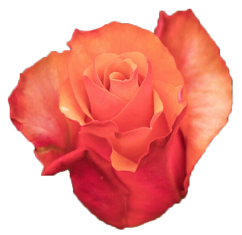 Espana bicolor orange roses celebrate vibrant charm, perfect for destination weddings, bold bouquets, and seasonal events.