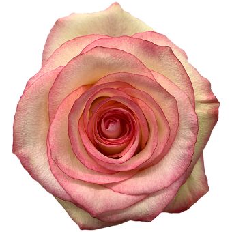 Malu bicolor roses combine classic romance and modern flair, perfect for luxury wedding florals and upscale arrangements.