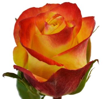 Tutti Frutti bicolor orange roses burst with color, ideal for summer weddings, vibrant events, and lively flower arrangements.