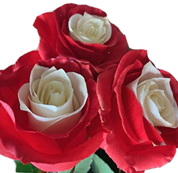 Bicolor White and Red Roses with vibrant red petals surrounding a crisp white center, perfect for wedding bouquets and romantic floral arrangements.
