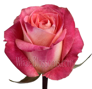 Lively Big Fun roses blend coral and pink hues, perfect for joyful weddings, summer events, or vibrant floral gifts.
