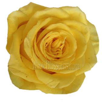 Bikini Yellow Biological Rose with vibrant yellow petals, ideal for weddings and events.