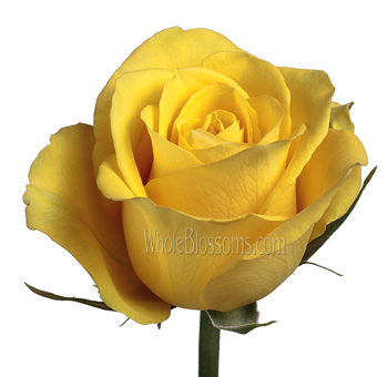 Close-up of a vibrant Bikini Yellow Rose with velvety petals, showcasing its bright yellow hue and elegant shape.