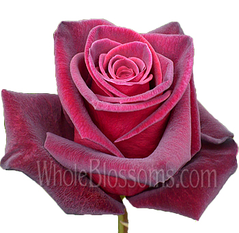 Close-up of a Black Baccara Red Rose with rich, dark red petals, ideal for adding elegance and romance to floral designs for weddings or romantic occasions.