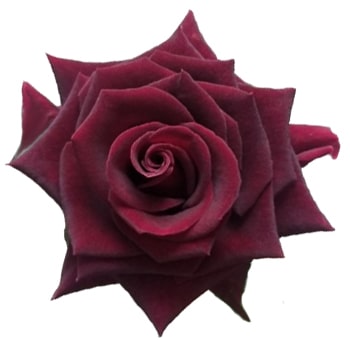 Close-up of Black Beauty Red Rose with deep crimson petals and sharp edges, showcasing its elegant and bold aesthetic for luxury events.