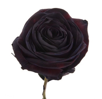Fresh black rose tinted with deep hues, perfect for fall events and Halloween decorations, adding a moody elegance to any setup.