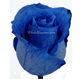Blue Roses with velvety petals and a deep blue hue, perfect for weddings, romantic occasions, and artistic floral arrangements with a modern twist.