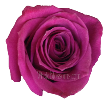 Close-up of BlueBerry Fresh Cut Rose with vibrant deep purple petals and berry undertones, perfect for elegant floral arrangements and luxurious bouquets.