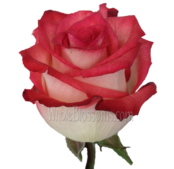 Blush Bicolor Biological Roses with creamy blush petals and vibrant red edges, perfect for weddings, romantic celebrations, and elegant floral arrangements.