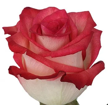 Top view of a single Blush Rose - Bicolor Red Cream with soft creamy petals and bold red edges, perfect for luxurious and sophisticated arrangements.