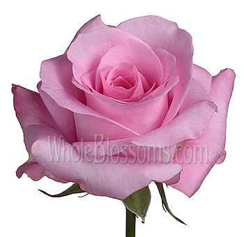 Close-up of a Blushing Akito Pink Rose Flower showcasing its soft pink velvety petals and elegant symmetrical bloom, perfect for romantic floral arrangements.