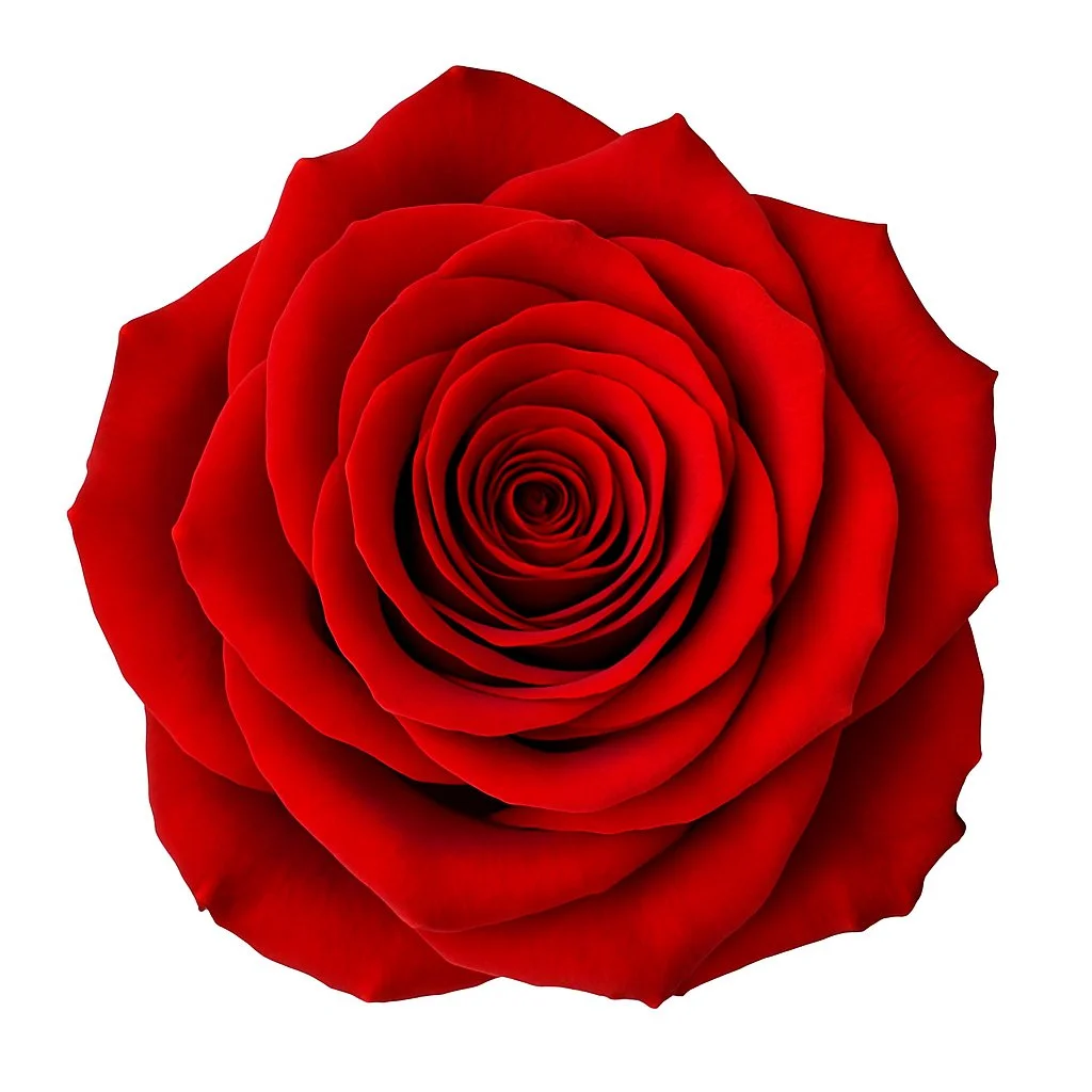 Born Free Red Rose with deep crimson velvety petals, perfect for weddings, anniversaries, and romantic floral arrangements with timeless elegance.