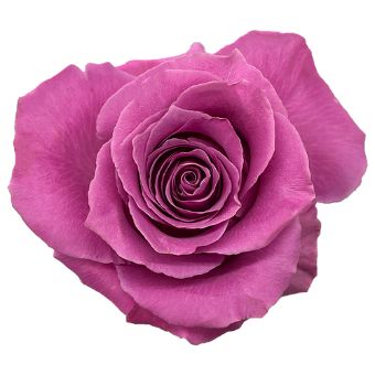 Close-up of Breathless Lavender Rose in full bloom, showcasing vibrant lavender petals with a spiral pattern.