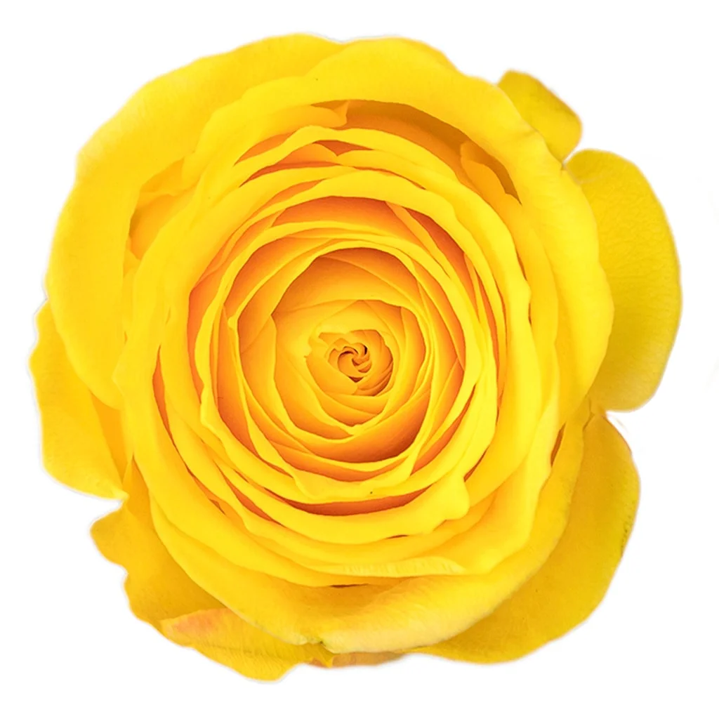 Brighton Yellow Rose with radiant golden-yellow velvety petals, perfect for cheerful celebrations, weddings, and elegant floral arrangements.