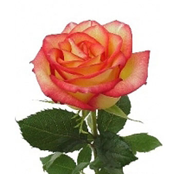 A single Konfetti Bicolor Rose in full bloom with golden-yellow petals and fiery red edges, displayed on a green stem with lush leaves.
