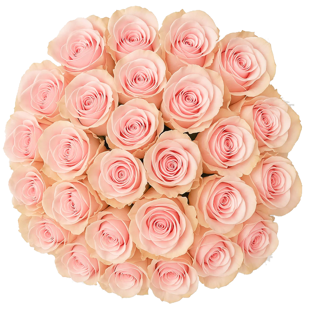 Beautiful fresh cut bulk pink roses, radiating grace and charm, ideal for heartfelt gestures and special events.