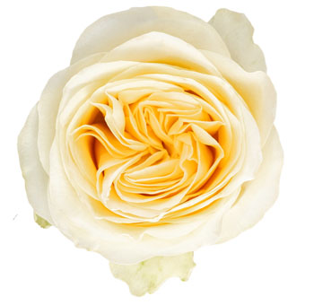 Cream Rose Buttercup with creamy petals and a soft yellow center, ideal for weddings, elegant bouquets, and sophisticated floral arrangements.