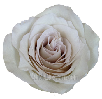 Close-up of an Early Grey Rose showcasing delicate grey and blush petals, ideal for romantic events, bridal arrangements, and timeless floral designs.