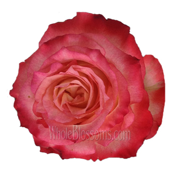 Cabaret Biological Roses with soft pink and peach tones and velvety petals, ideal for weddings, romantic events, and elegant floral arrangements.