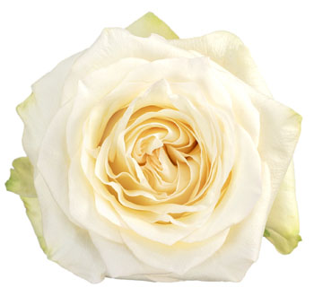 Candlelight White Rose with creamy white petals and a classic bloom shape, perfect for weddings, formal events, and luxury floral arrangements.