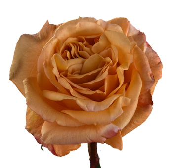 Close-up of Capriccio Rose - Peach Tone showcasing detailed layers of velvety peach petals with warm orange accents, perfect for luxurious floral displays.