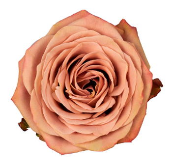 Cappuccino Rose with warm cappuccino-colored petals and subtle caramel and mocha tones, showcasing its layered blooms and velvety texture.