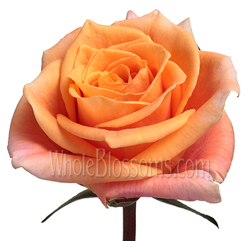 Caramba Orange Roses with vibrant orange petals and a soft gradient, ideal for summer weddings, tropical celebrations, and cheerful floral arrangements.