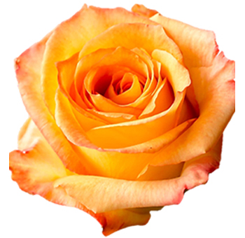 Caribbean bicolor roses in citrus hues, perfect for beach weddings, festive bouquets, or tropical floral styling.