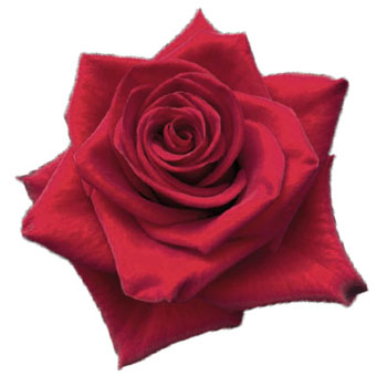Carmen Red Rose with deep crimson petals and perfectly layered blooms, perfect for weddings, romantic events, and luxurious floral arrangements.