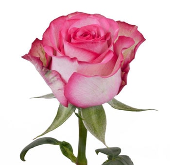 Carrousel bicolor white-pink roses add soft charm to bridal bouquets and luxury arrangements for weddings or gifts.