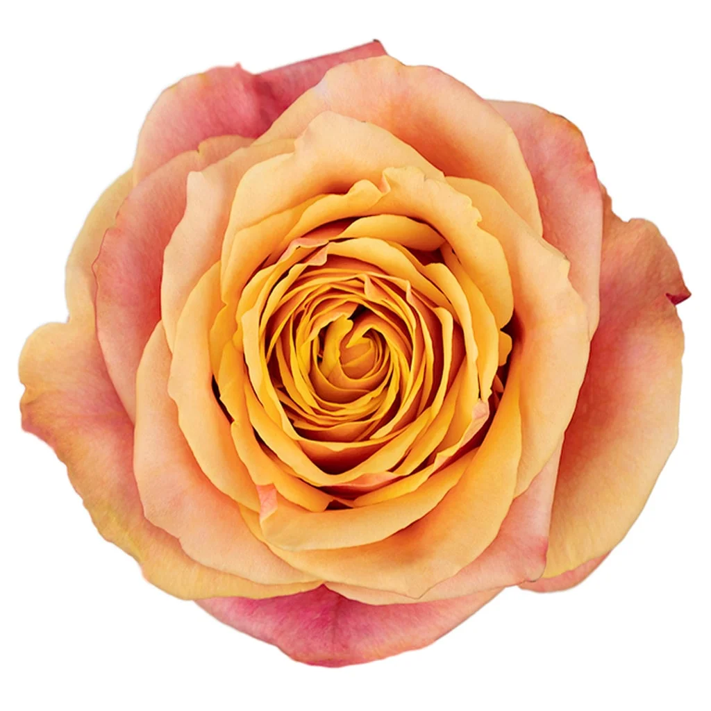 Cherry Brandy Roses showcasing layered orange and peach petals with a soft glow, perfect for centerpieces and bridal decorations.