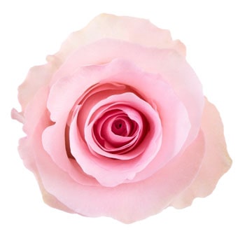 A close-up of a Christa Pink Rose, highlighting its soft pastel pink petals and delicate spiral bloom.