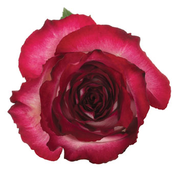 Dark Pink Rose Bicolor - Cinderella with rich pink and creamy white petals, perfect for weddings, romantic occasions, and elegant floral arrangements.