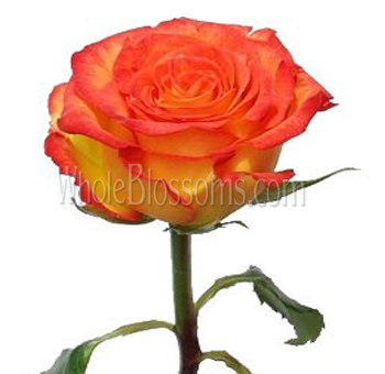 Bright Circus Bicolor Yellow Rose with golden petals accented by fiery orange edges, perfect for bold and festive floral arrangements.