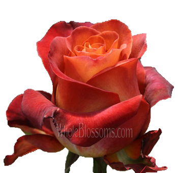 Coffee Break Terra Rose with warm terracotta and orange hues. Perfect for weddings, seasonal events, and elegant floral arrangements.