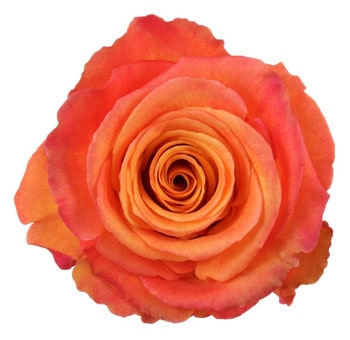 Biological Confidential Orange rose, showcasing vibrant orange petals with soft gradients, perfect for cheerful floral arrangements and special occasions.